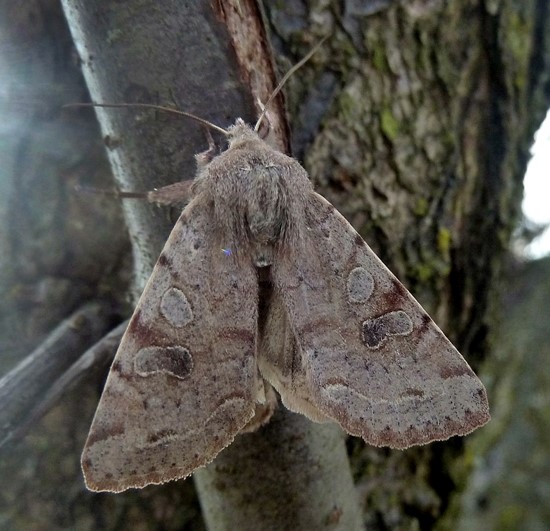 La prima del 2017 - Orthosia (Orthosia) incerta, Noctuidae